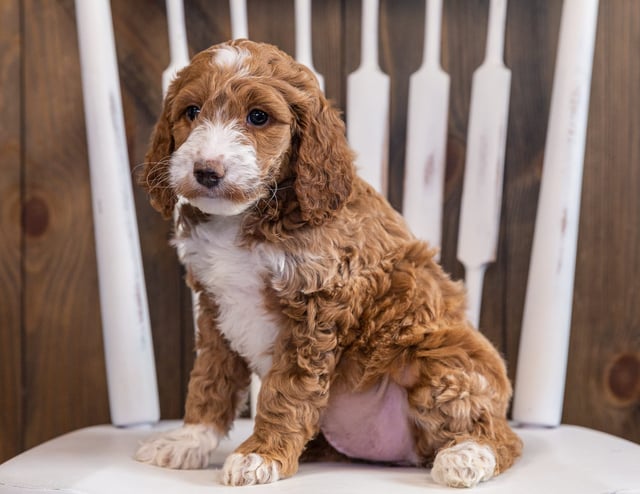 Zoey is an F1 Irish Doodle that should have  and is currently living in Iowa
