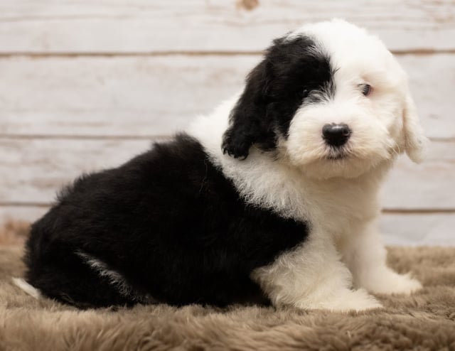 A picture of a Leo, one of our Mini Sheepadoodles puppies that went to their home in Nebraska