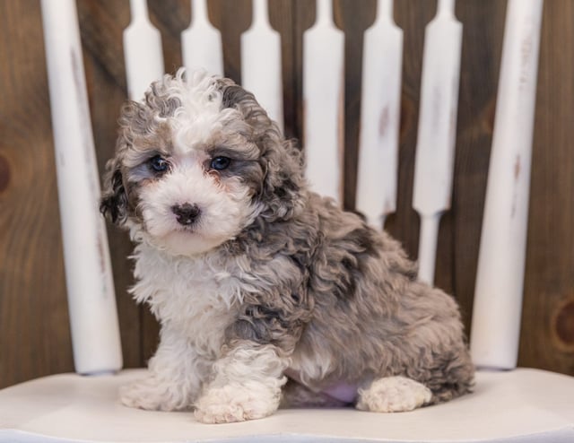 Querida is an F1B Sheepadoodle that should have  and is currently living in California
