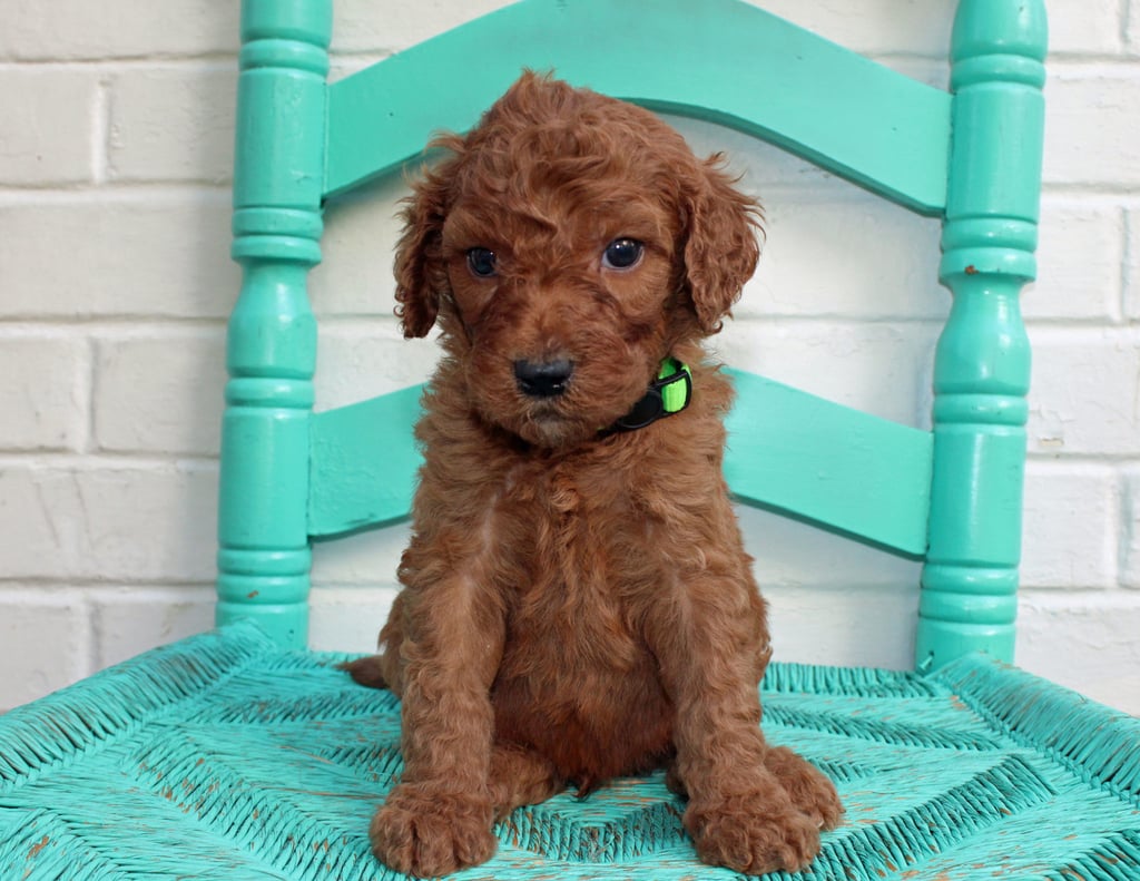 A picture of a Milton, one of our Standard Irish Doodles puppies that went to their home in Kansas