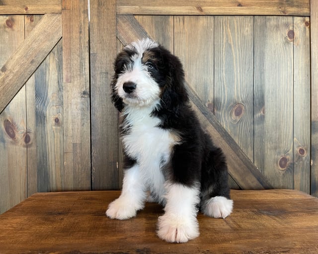 Xango is an F1 Bernedoodle for sale in Iowa.