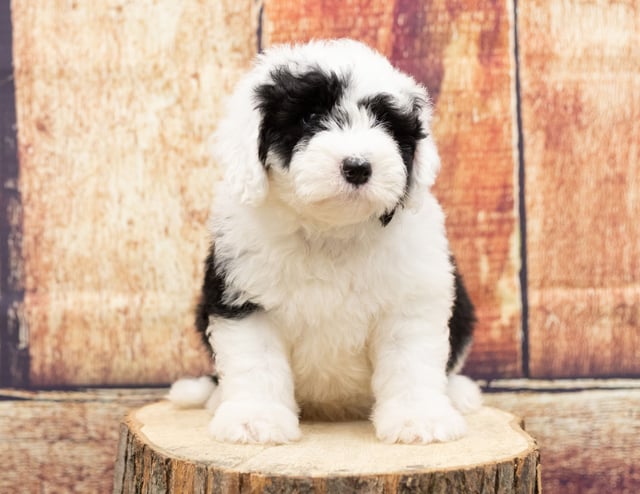 A picture of a Udet, one of our Mini Sheepadoodles puppies that went to their home in Illinois