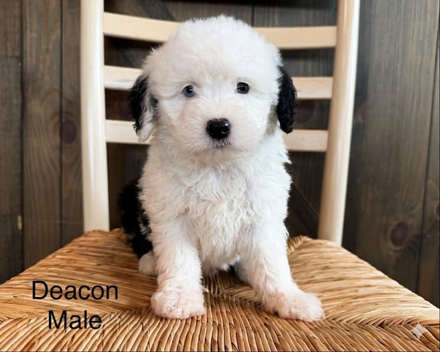 A picture of a Deacon, a gorgeous Mini Sheepadoodles for sale