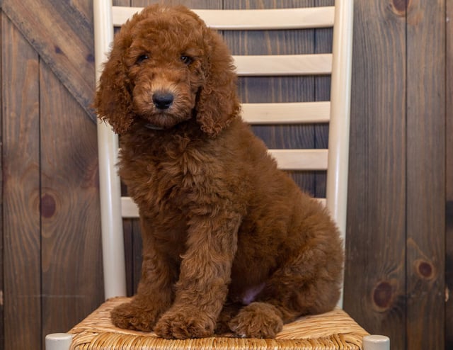 Reid came from Hadley and Scout's litter of F1BB Irish Doodles