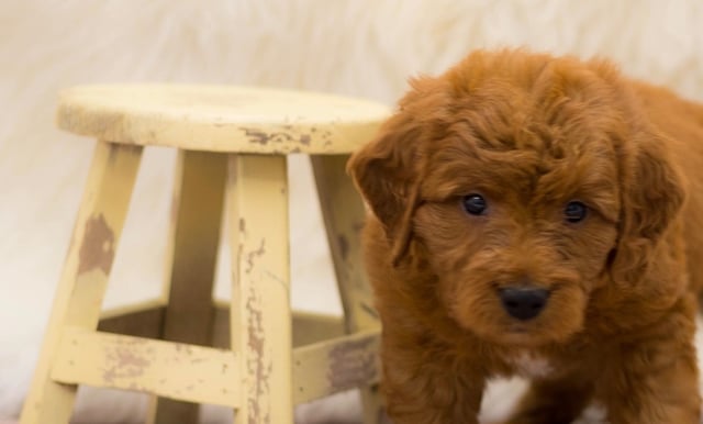 A picture of a Skip, a gorgeous Mini Goldendoodles for sale