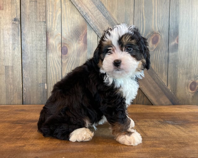 Apollo came from Jersey and Bentley's litter of F1 Bernedoodles