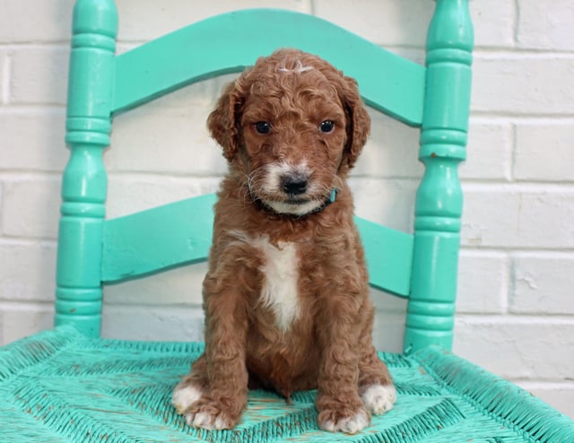 A picture of a Mister, one of our Standard Irish Doodles puppies that went to their home in Missouri
