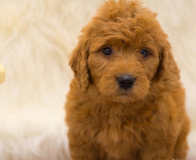 A picture of a Sage, a gorgeous Mini Goldendoodles for sale