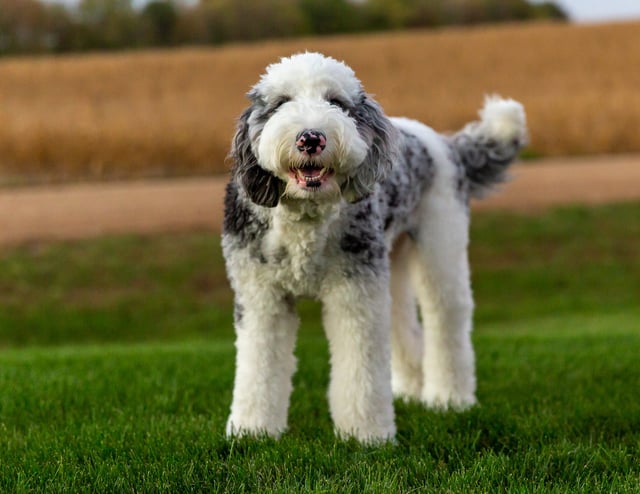 Smudge is an F1 Sheepadoodle and a mother here at Poodles 2 Doodles - Best Sheepadoodle and Goldendoodle Breeder in Iowa