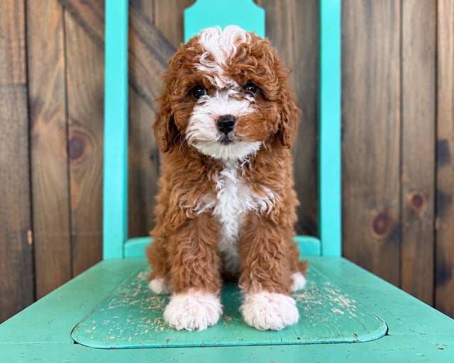 A picture of a Gemma, a gorgeous Petite Cavapoos for sale