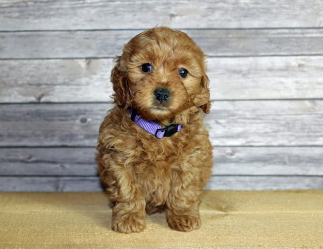 Ursula is an F1B Goldendoodle that should have  and is currently living in Nebraska