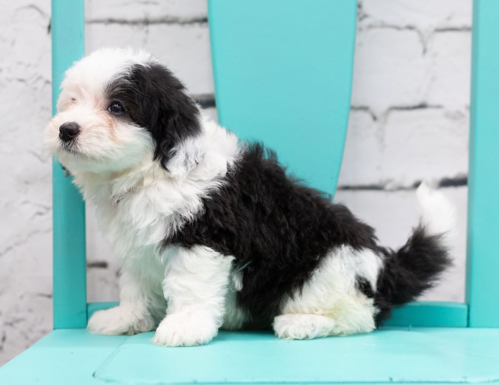 A picture of a Sosa, one of our Mini Sheepadoodles for sale