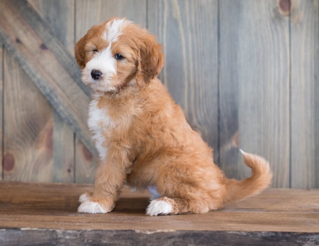 A picture of a Belix, one of our Mini Goldendoodles puppies that went to their home in Minnesota