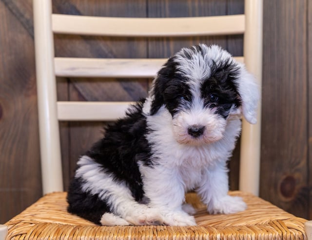 A picture of a Nathan, one of our Mini Sheepadoodles puppies that went to their home in Nebraska