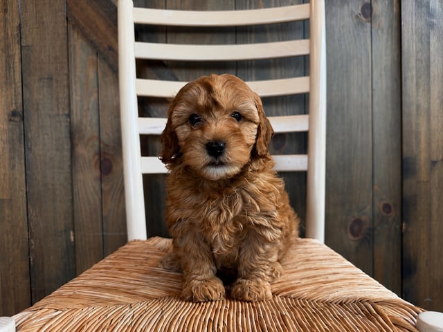 A picture of a Edison, a gorgeous Mini Goldendoodles for sale