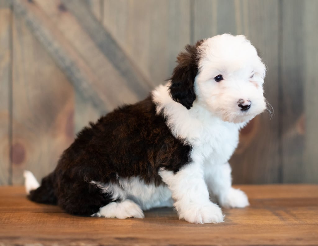 Virginia is an F1 Sheepadoodle that should have  and is currently living in Pennsylvania