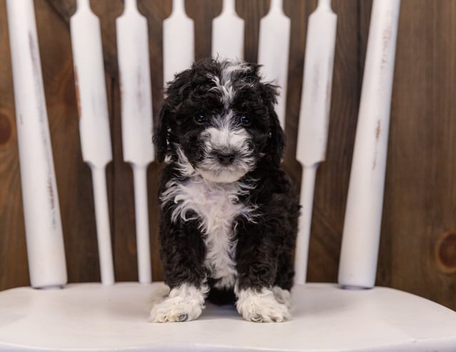 Wednesday came from Gabby and Stanley's litter of F1B Sheepadoodles