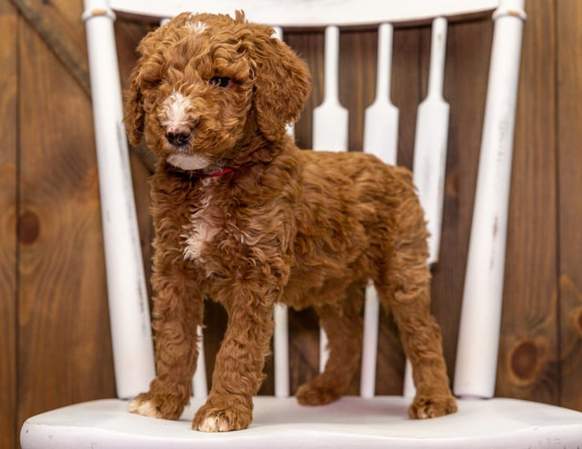 A picture of a Zeno, one of our Mini Goldendoodles puppies that went to their home in California