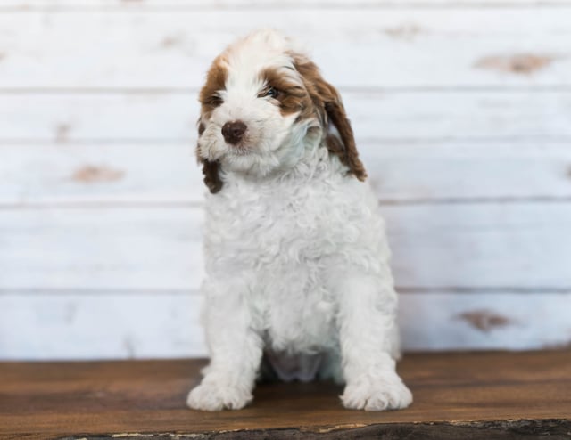 Isabel came from Paisley and Rugar's litter of F1BB Goldendoodles