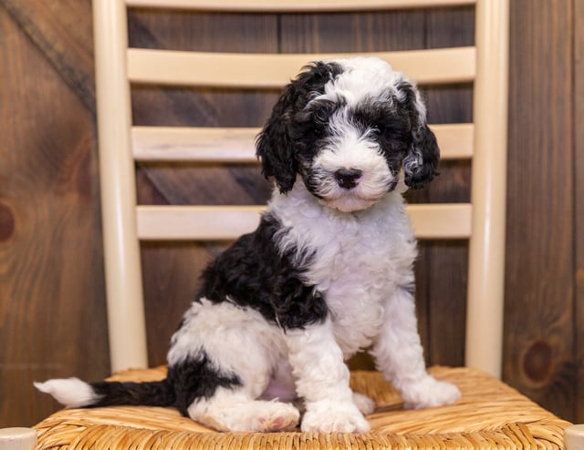 A picture of a Gwen, one of our Mini Sheepadoodles puppies that went to their home in Minnesota