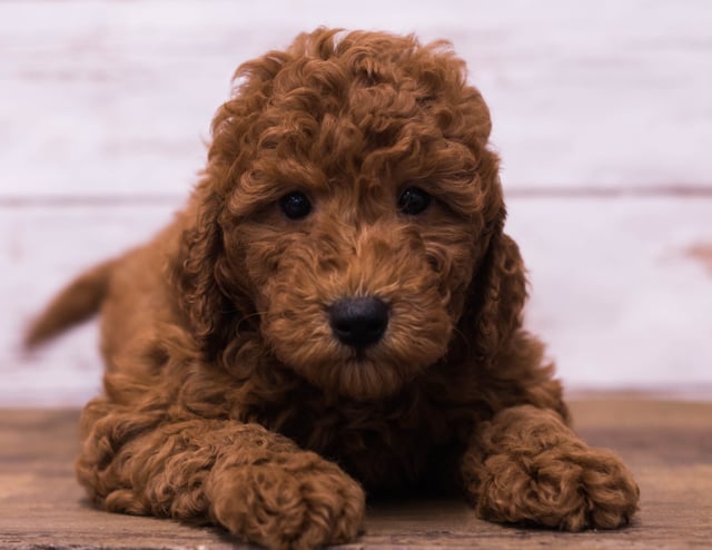 A picture of a Gerry, one of our Petite Goldendoodles puppies that went to their home in Minneapolis