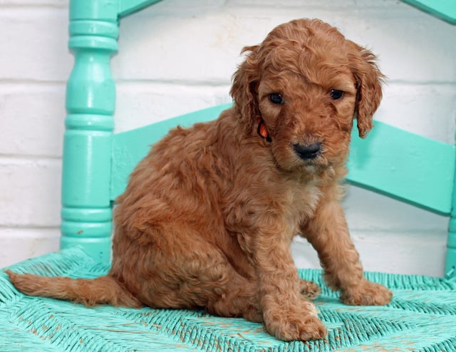 Malone is an F1BB Irish Doodle that should have  and is currently living in Illinois