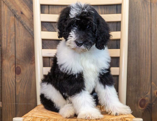 A picture of a Isaac, one of our Standard Sheepadoodles puppies that went to their home in South Dakota