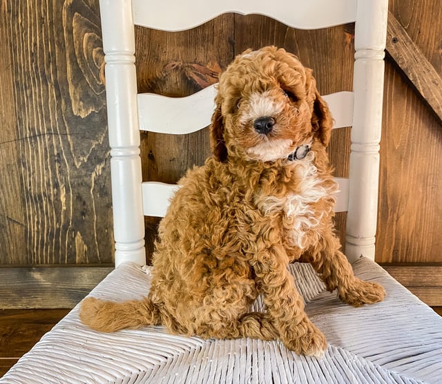 A picture of a Roman, one of our Mini Goldendoodles puppies that went to their home in Arkansas