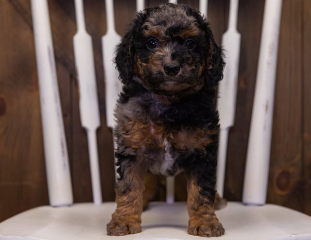 Hank came from Raven and Ozzy's litter of F1BB Bernedoodles