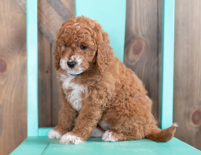 A picture of a Willa, one of our Mini Goldendoodles puppies that went to their home in Texas