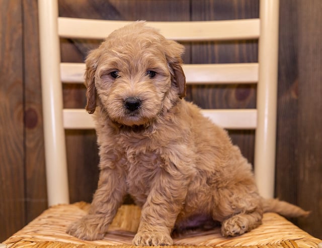Drake is an F1 Goldendoodle that should have  and is currently living in Iowa