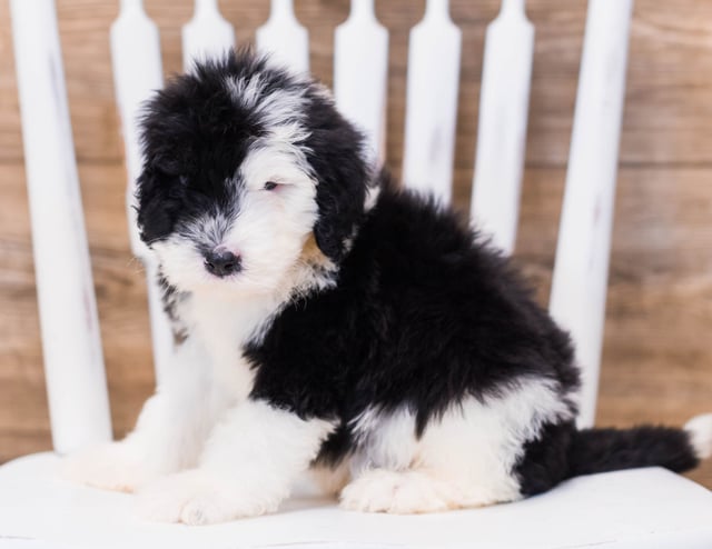 A picture of a Yeff, one of our Standard Sheepadoodles puppies that went to their home in Iowa