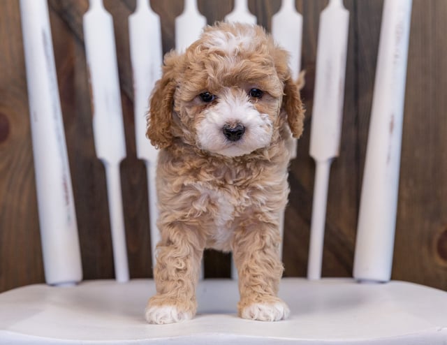 Felicia came from Raven and Ozzy's litter of F1BB Bernedoodles