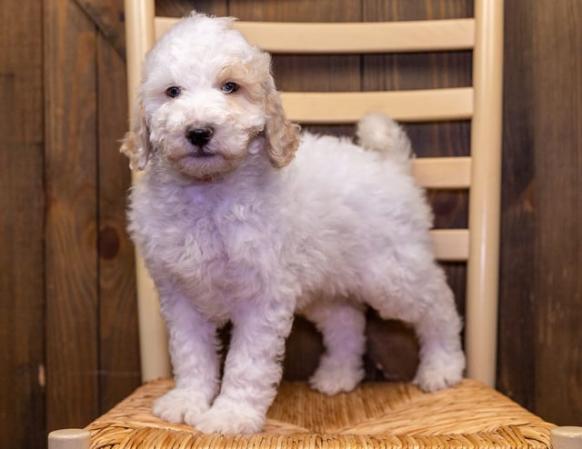 Vito came from Paris and Bentley's litter of F1B Sheepadoodles