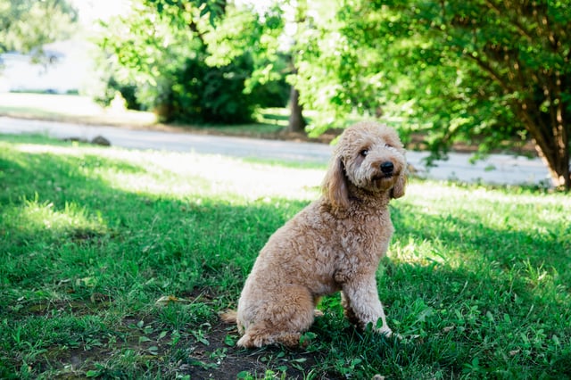 A picture of one of our Goldendoodle mother's, Penny.