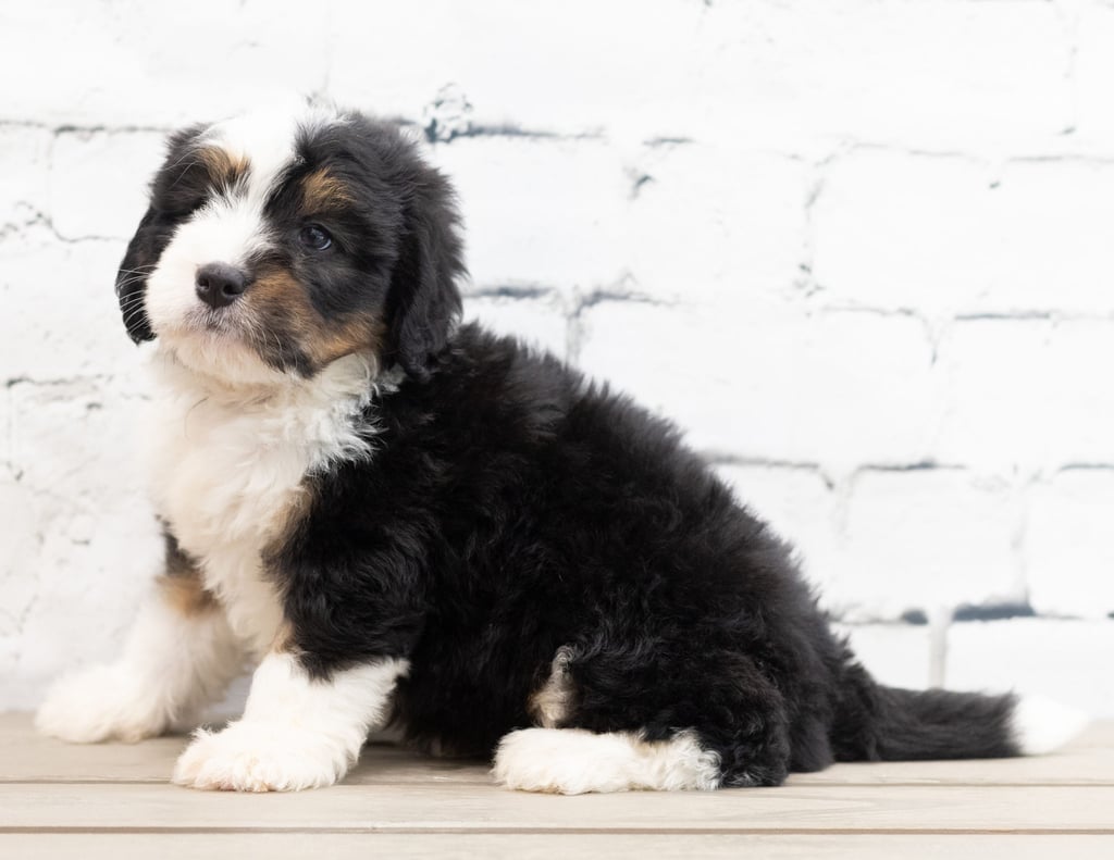 A picture of a Zac, one of our Mini Bernedoodles puppies that went to their home in Georgia