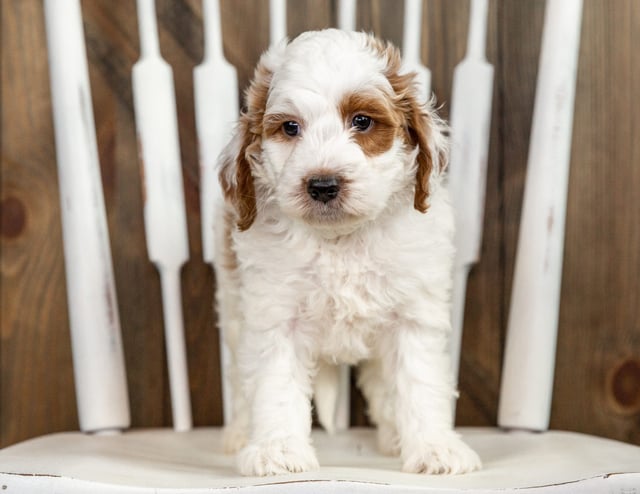 A picture of a Rose, one of our Mini Irish Doodles puppies that went to their home in New Jersey