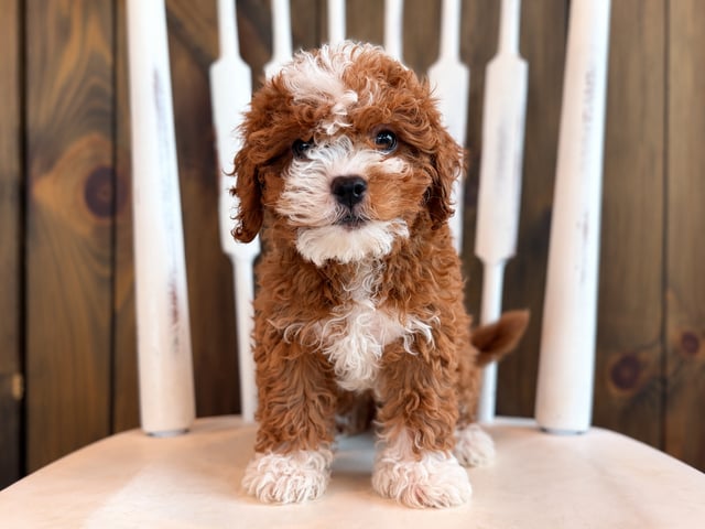A picture of a Gemma, a gorgeous Petite Cavapoos for sale
