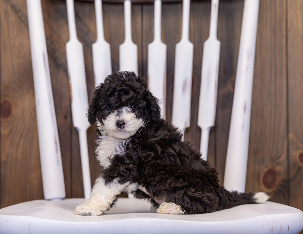 Hazel is an F1B Sheepadoodle that should have  and is currently living in Wisconsin