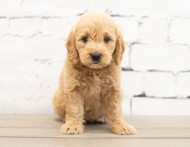 A picture of a Yalli, a gorgeous Mini Goldendoodles for sale