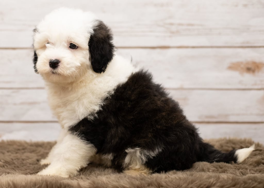 Lily is an F1 Sheepadoodle that should have thick, wavy, black and white coat and is currently living in California