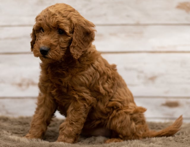 Hady was born on 12/07/2018 and is a Iowa Goldendoodle