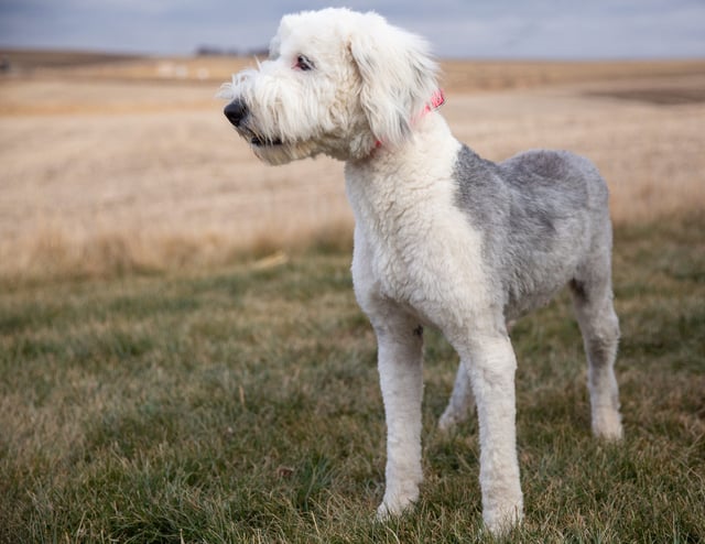 Annie is an  Old English Sheepdog and a mother here at Poodles 2 Doodles, Sheepadoodle and Bernedoodle breeder from Iowa