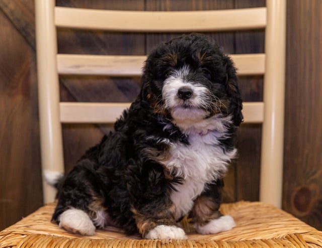 A picture of a Adele, one of our Mini Bernedoodles puppies that went to their home in Colorado