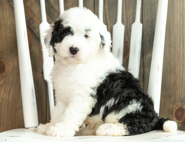 A picture of a Jagger, one of our Mini Sheepadoodles puppies that went to their home in Massachusetts 