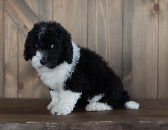 Delilah is an F1B Sheepadoodle that should have  and is currently living in Iowa