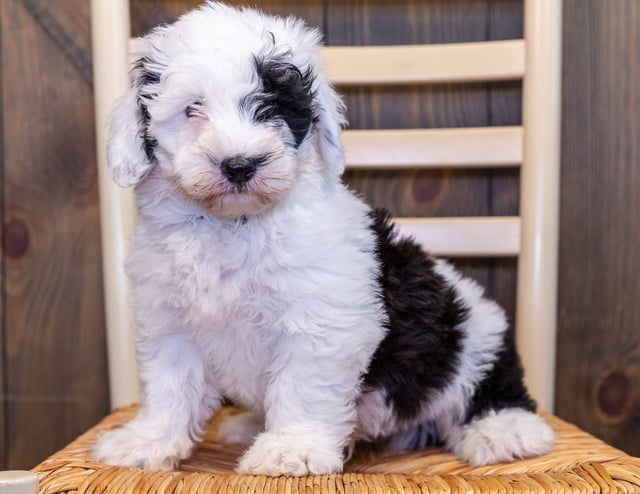 Nugget is an F1 Sheepadoodle that should have  and is currently living in Iowa