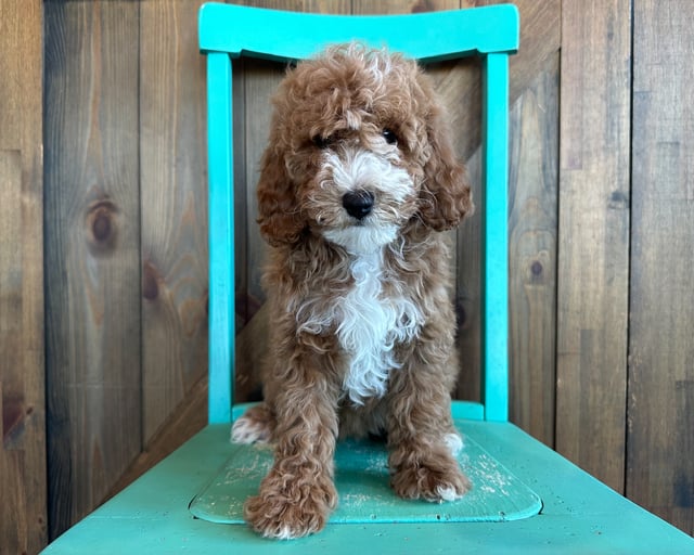 A picture of a Ember, one of our Mini Goldendoodles puppies that went to their home in Nebraska