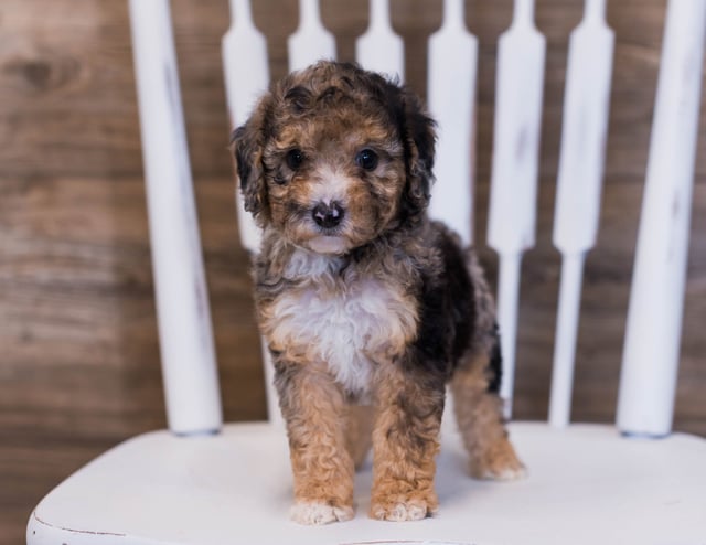 A picture of a Parker, a gorgeous Petite Poodles for sale