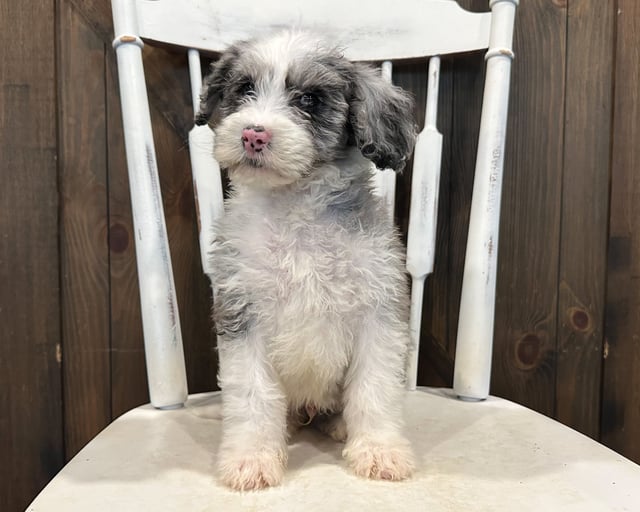 Blair is an F1 Sheepadoodle that should have  and is currently living in Texas
